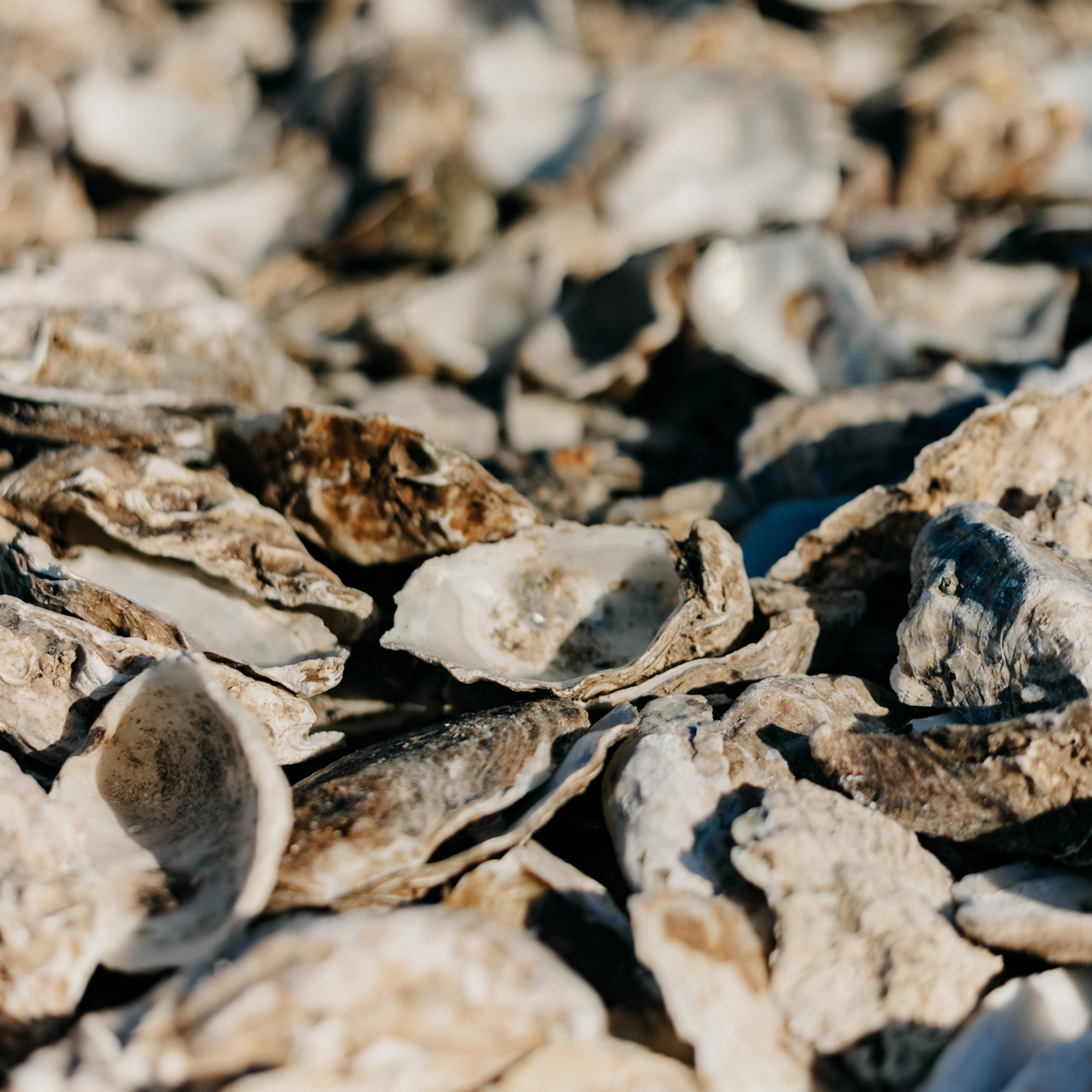Oysters