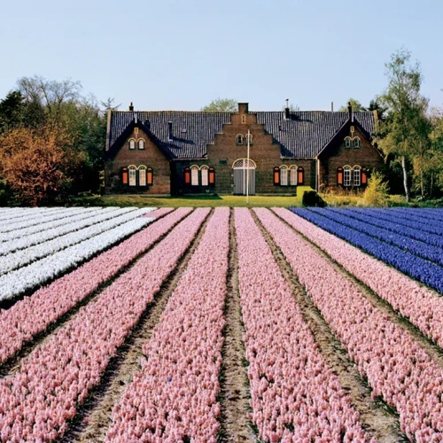 Lisse & Lisserbroek