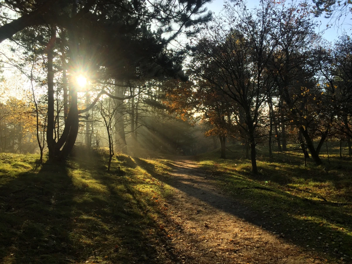 Amsterdamse Waterleidingduinen