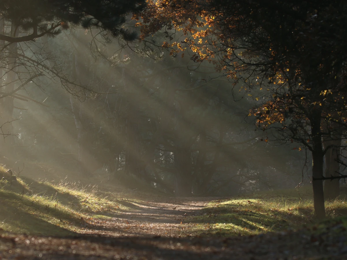Amsterdamse Waterleidingduinen