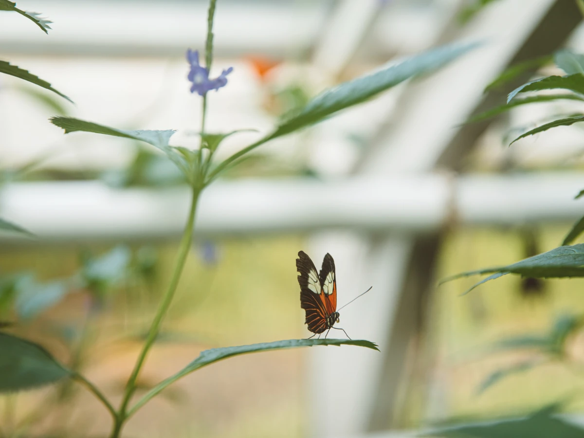 Hortus Botanicus