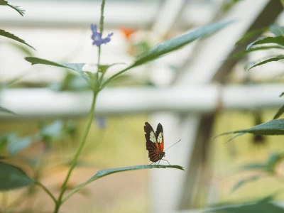 Hortus Botanicus