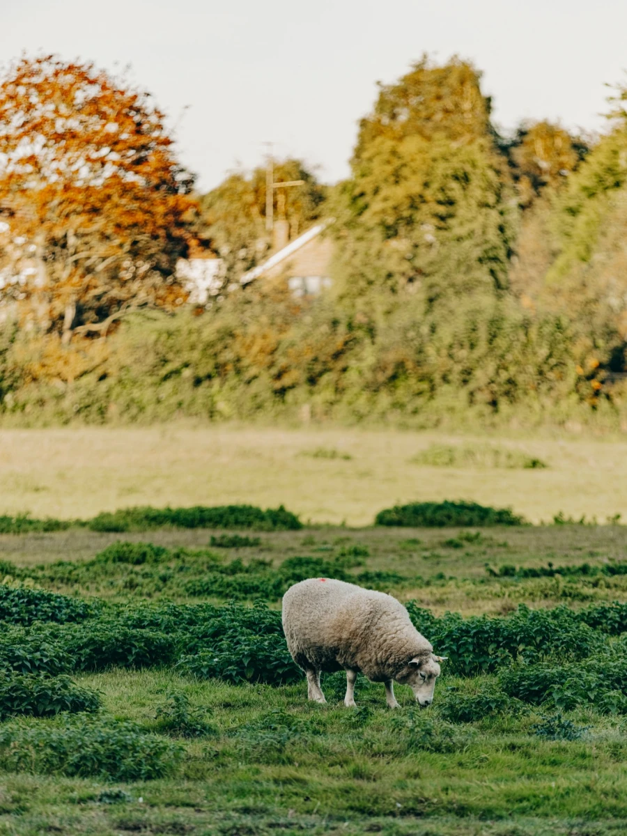 The Pig - at Bridge Place