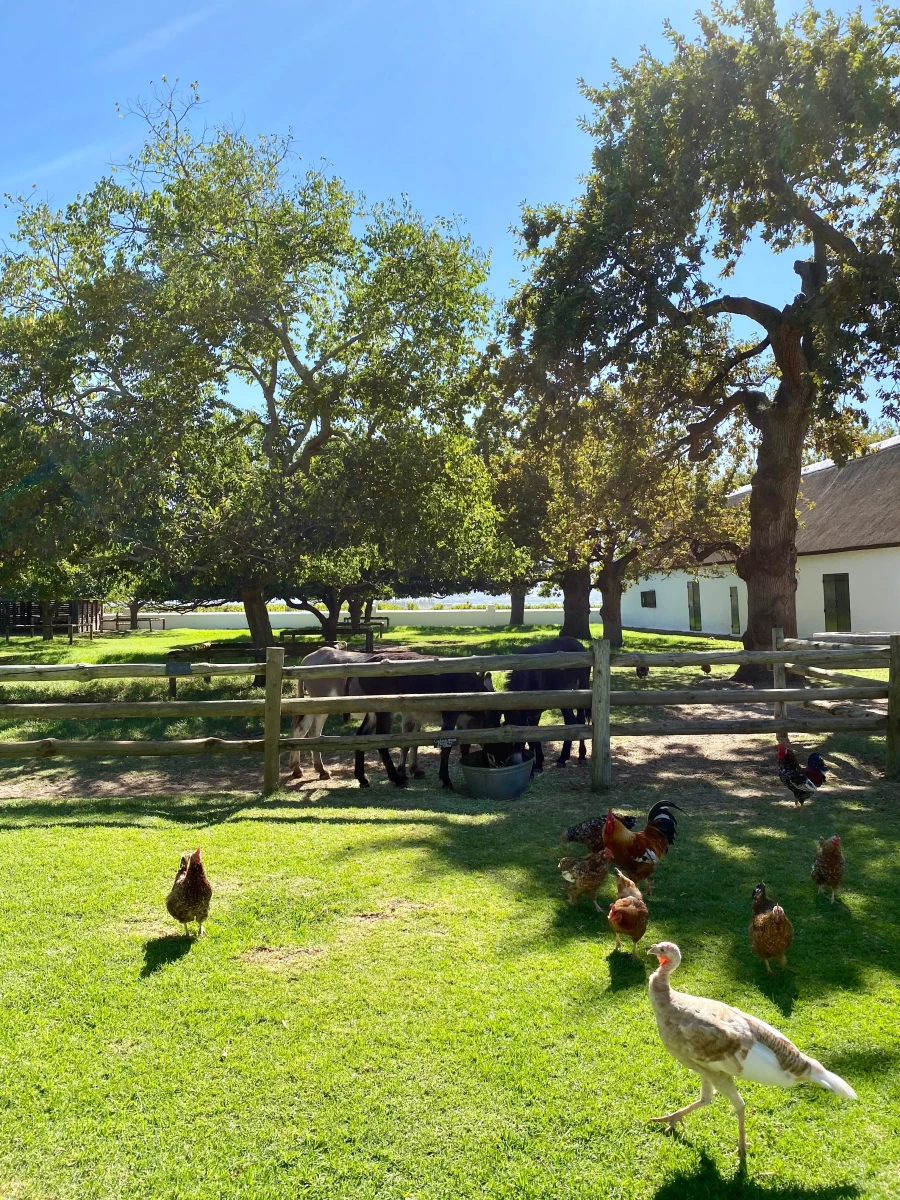 Babylonstoren Wine Estate