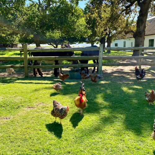 The Cape Winelands