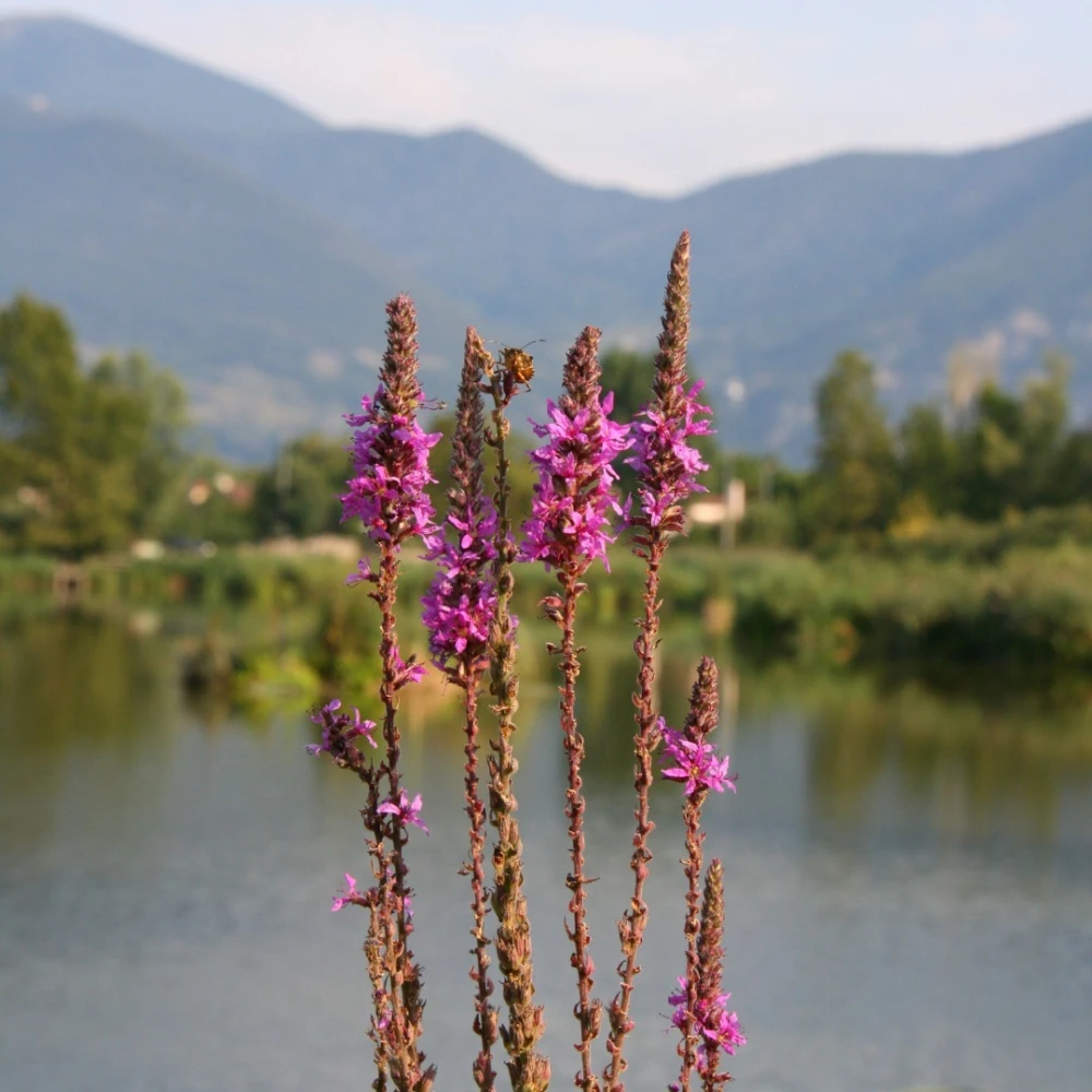 Natural Reserve Sebino