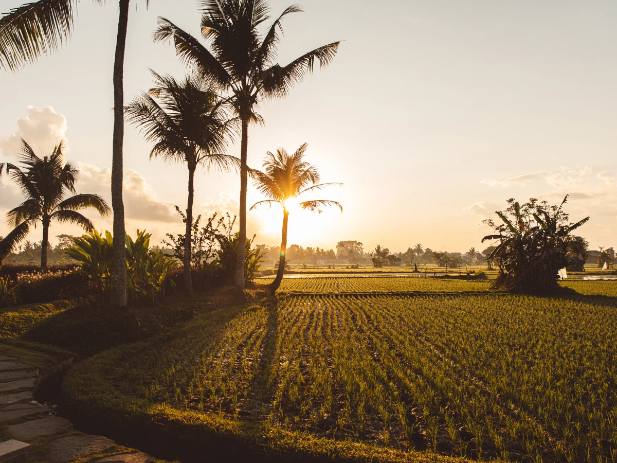 why Adi Hong-Tan winters in Ubud