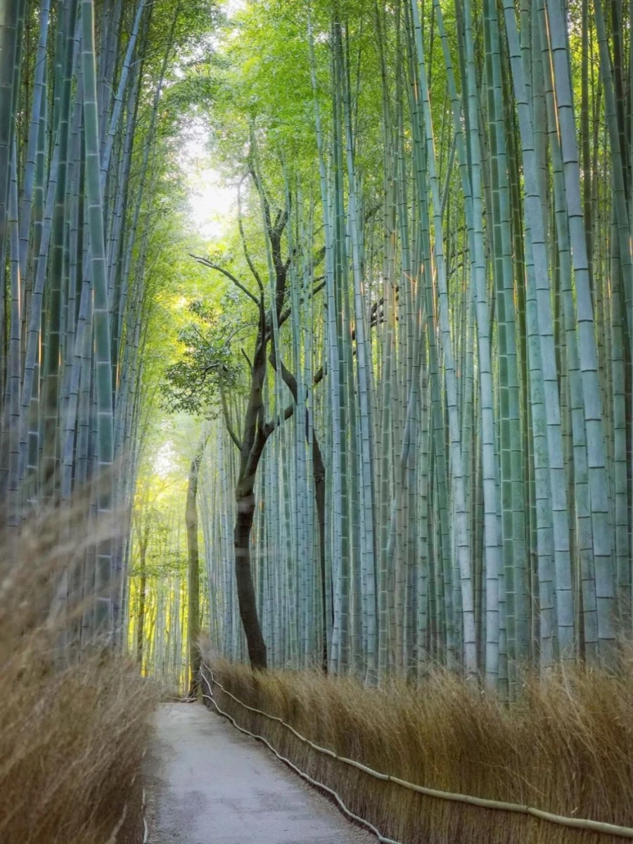Arashiyama Bamboo Grove