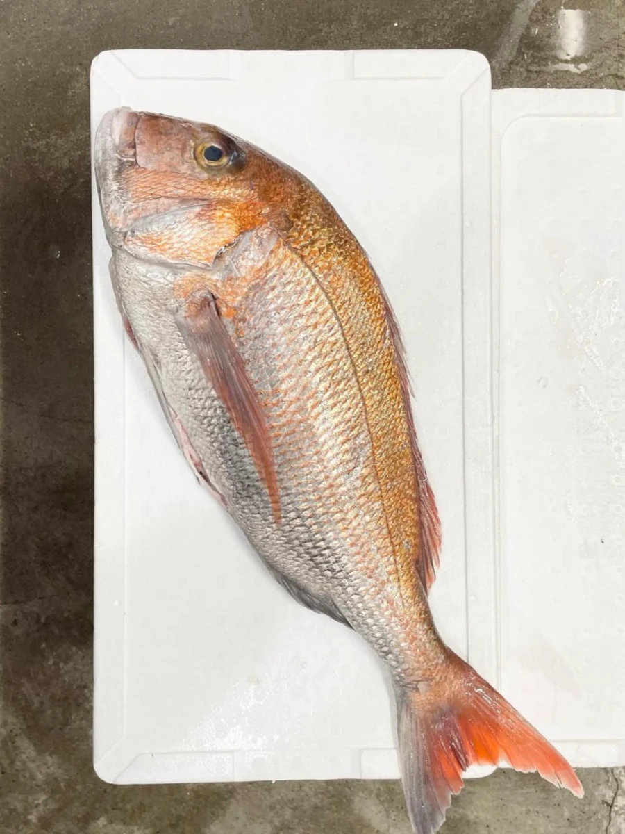 fishさまの専用品です sell fish.(セルフィッシュ)よしかわ - gloobles