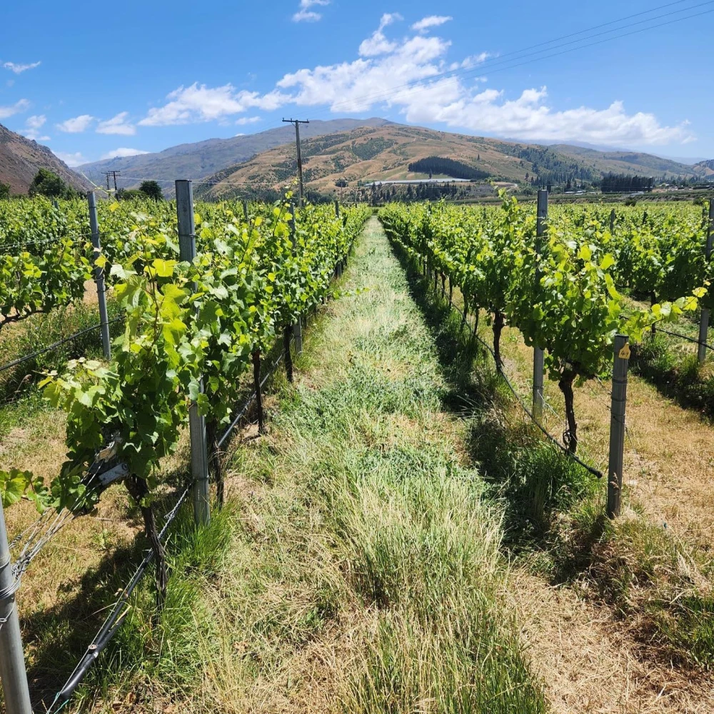 Mount Edward Winery