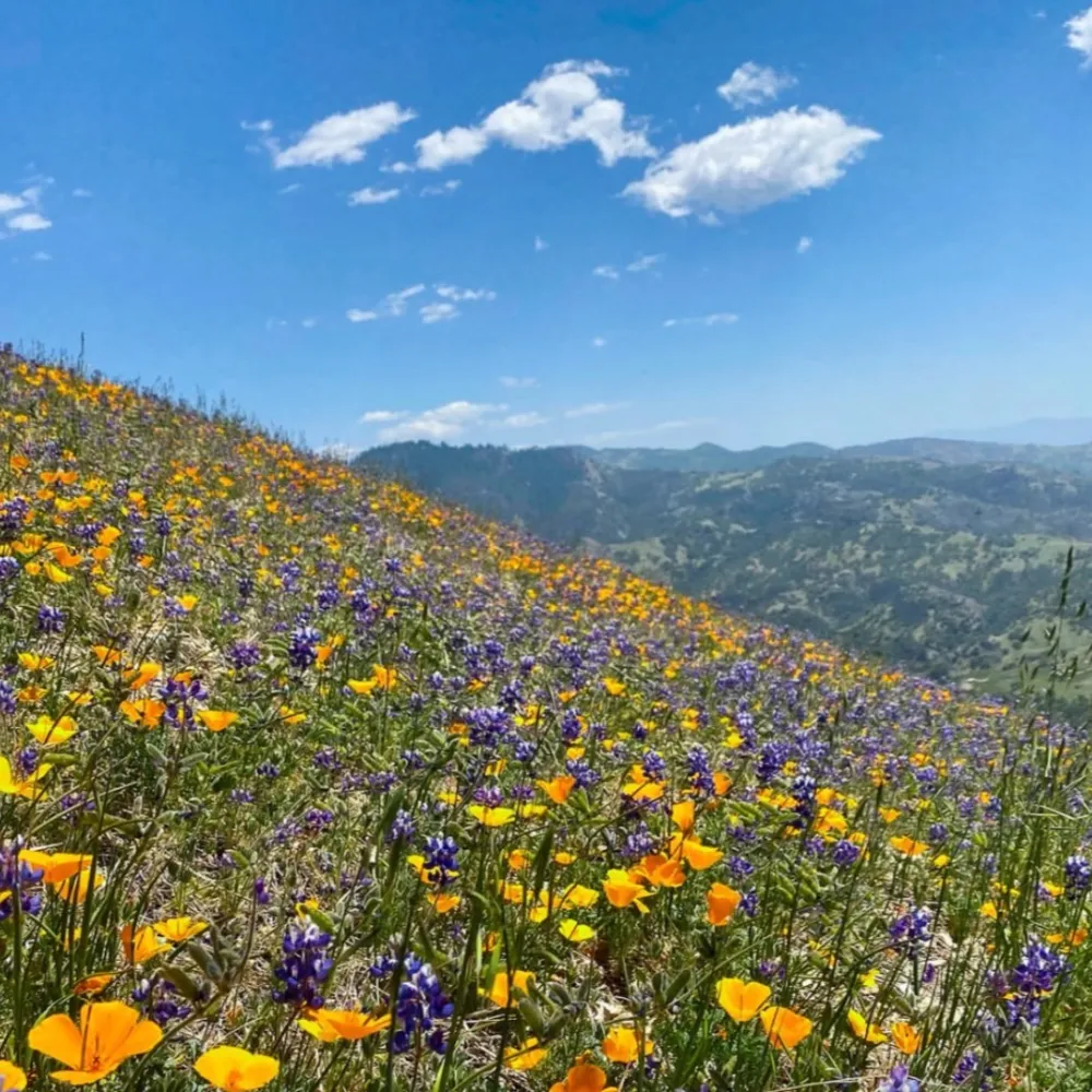 Alisal Ranch
