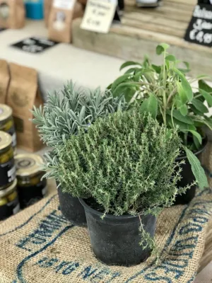 Amstelveld bloemen- en plantenmarkt