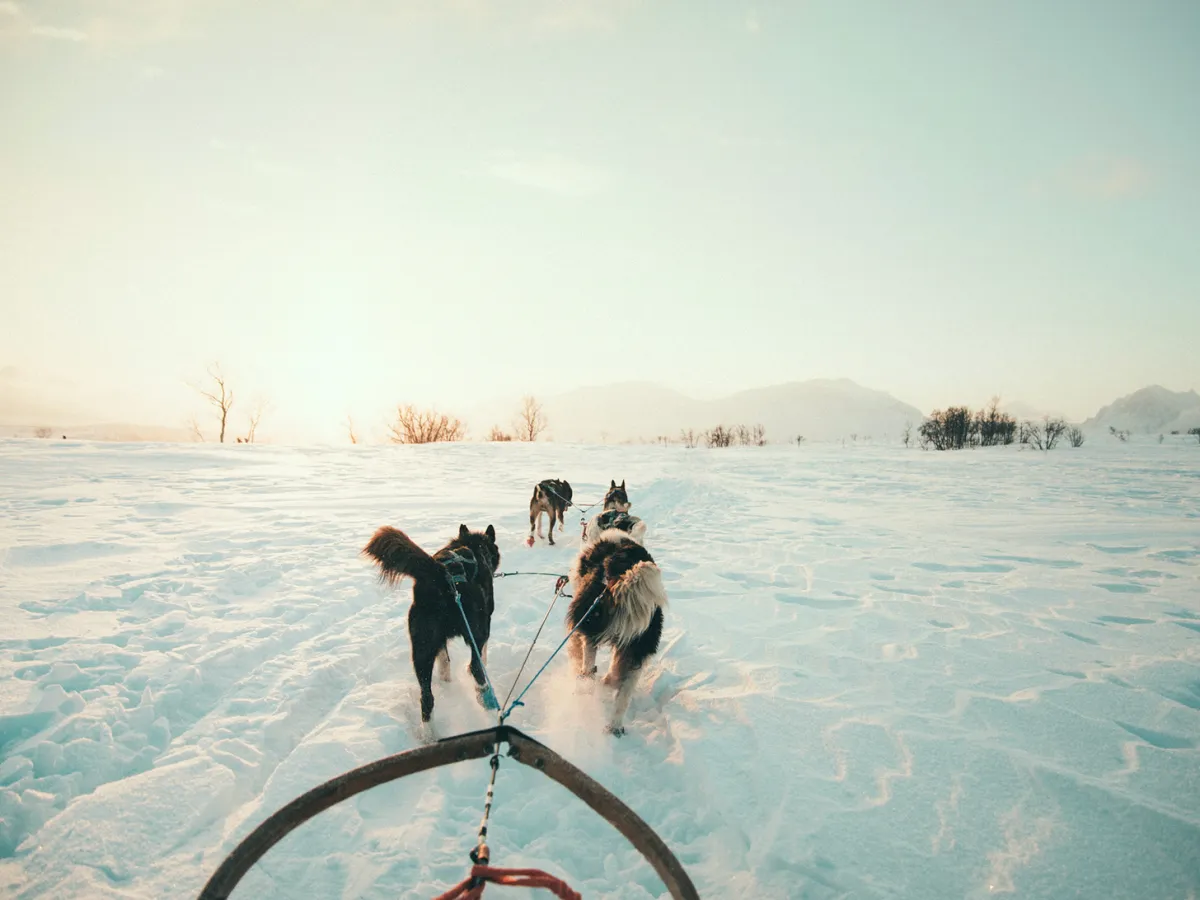 Dog Sledding with Arctic Adventure Tours