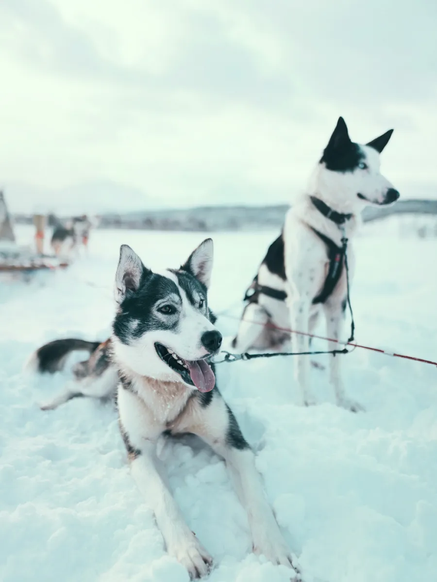 Dog Sledding with Arctic Adventure Tours