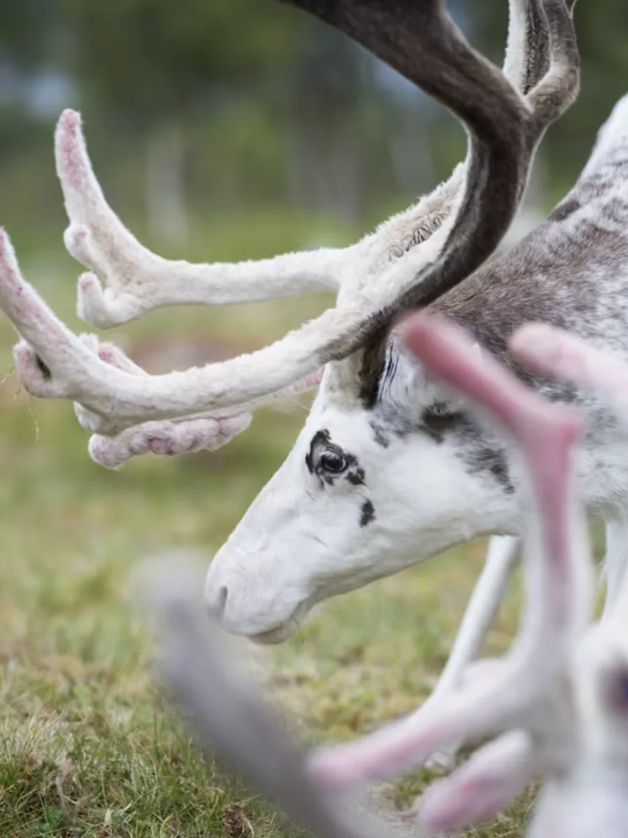 Reindeer Farm And Saami Culture