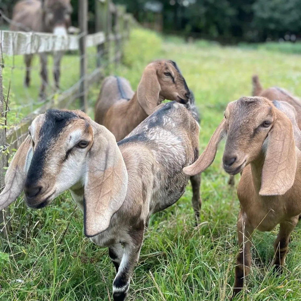 Hackney City Farm