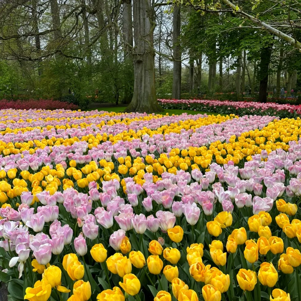 Keukenhof