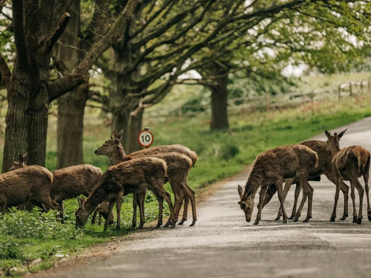 Richmond Park