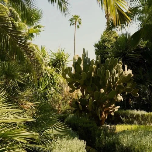 Anima Garden