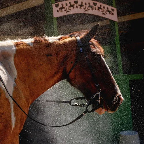 Equestrian Centre Mustique