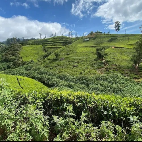 Glenloch Tea Factory and Tea Center