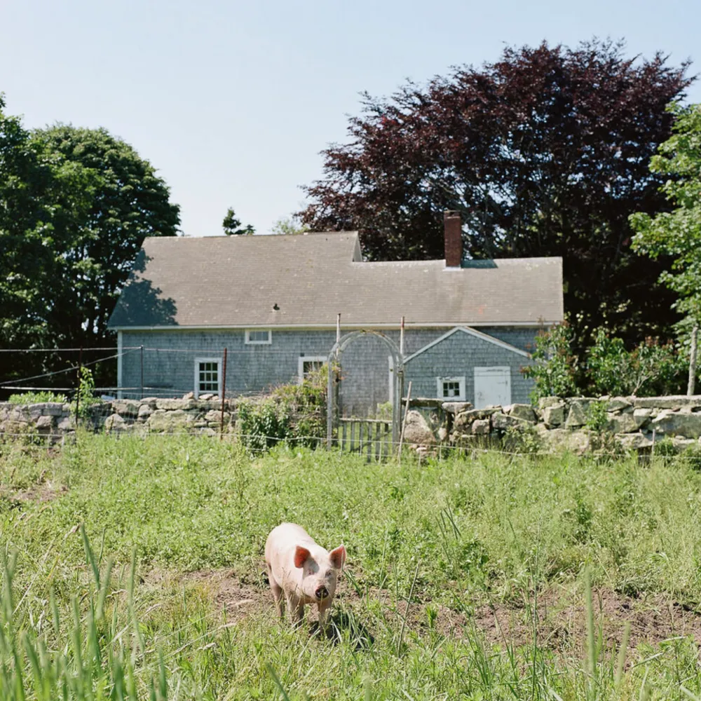 Beetlebung Farm