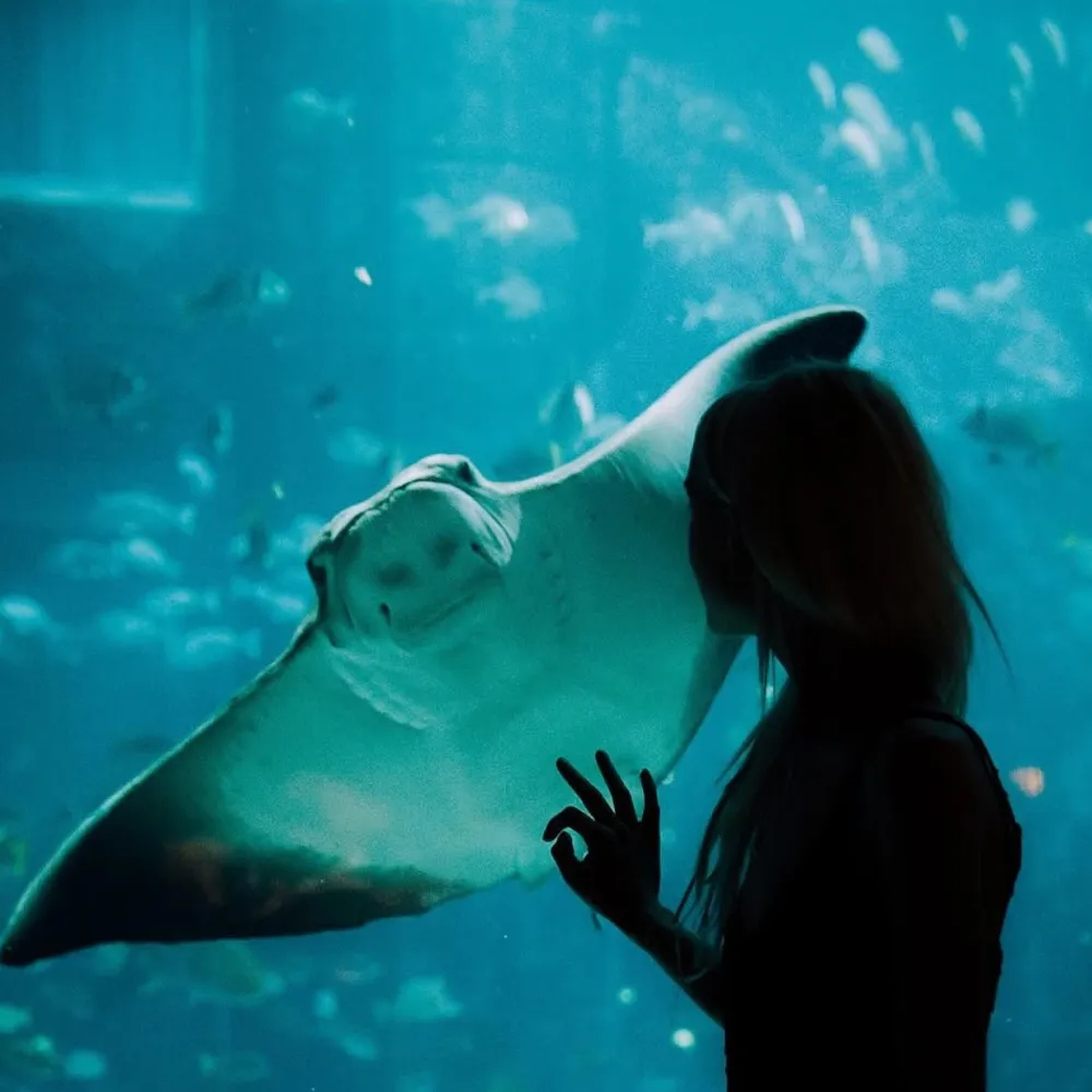 Dubai Aquarium & Underwater Zoo