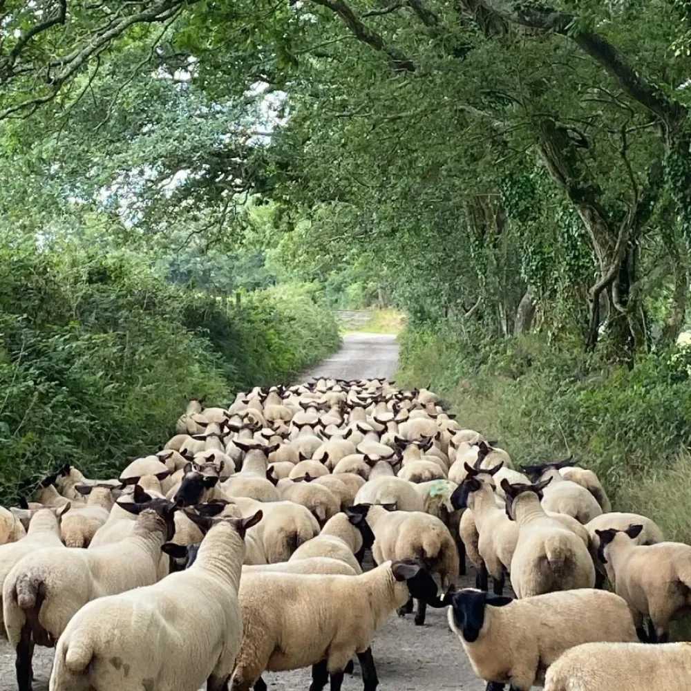 Nancarrow Farm