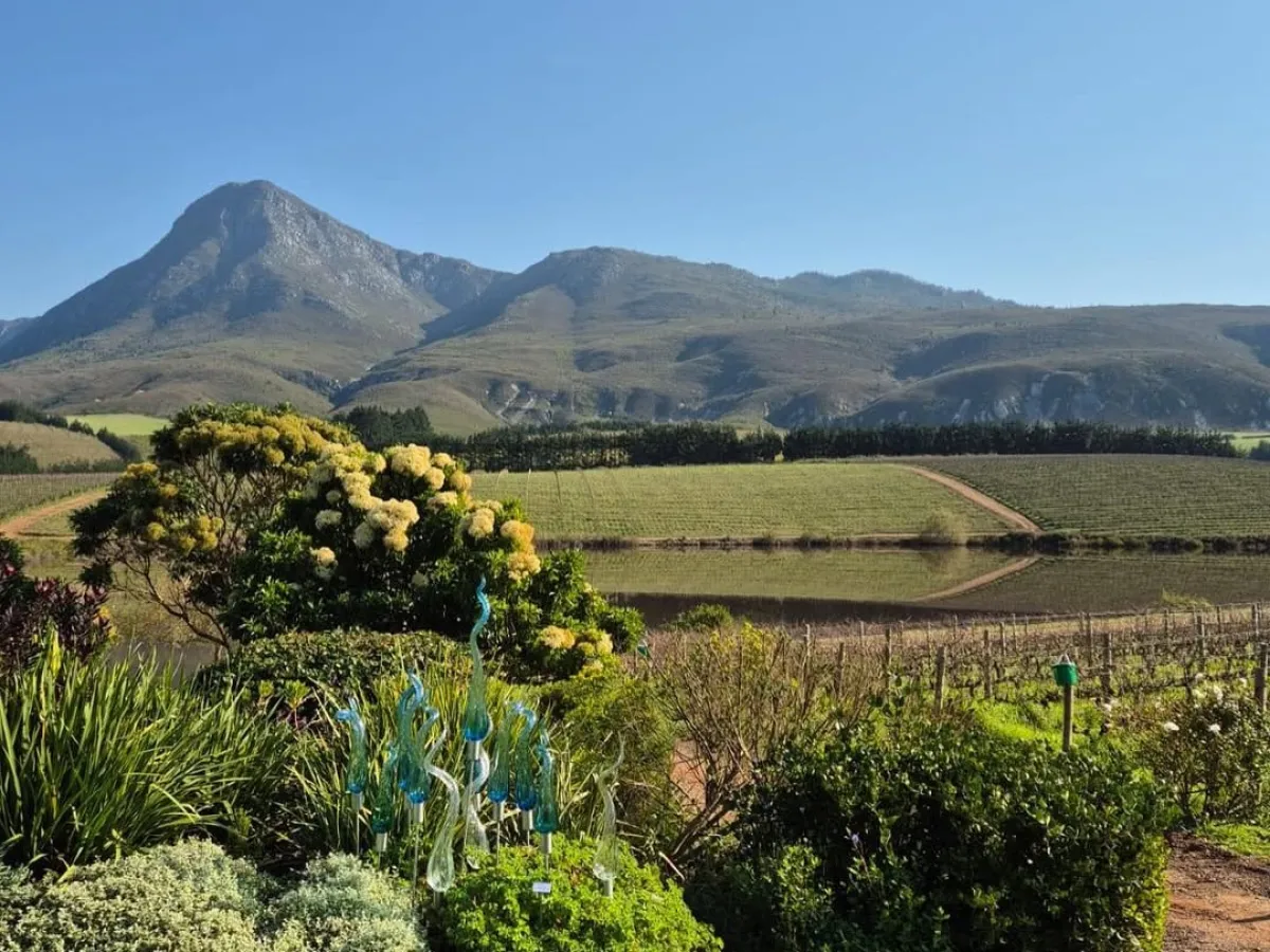 Creation Wines