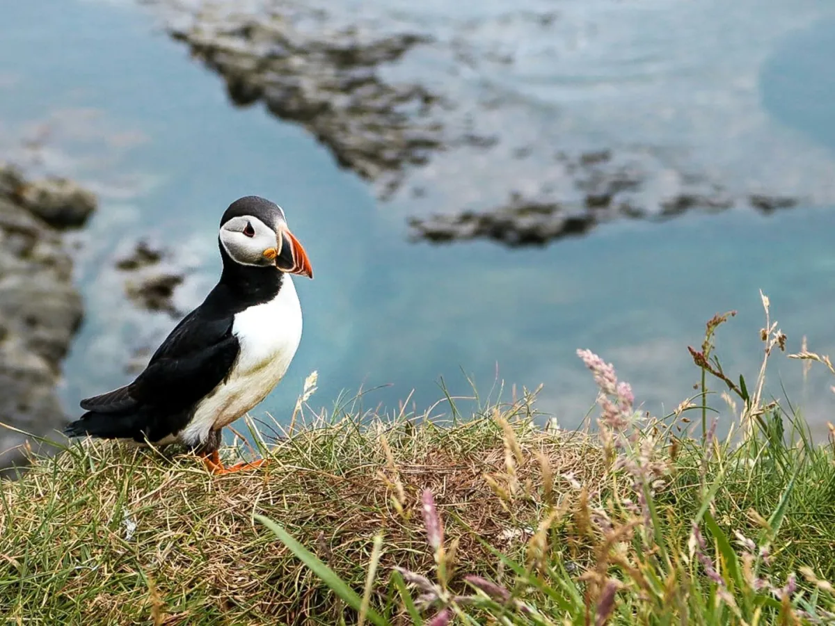 Staffa Tours