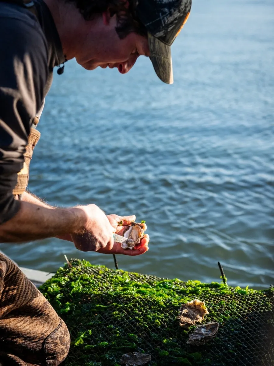 The Boat Oyster Bar at Hog Island Oyster Farm