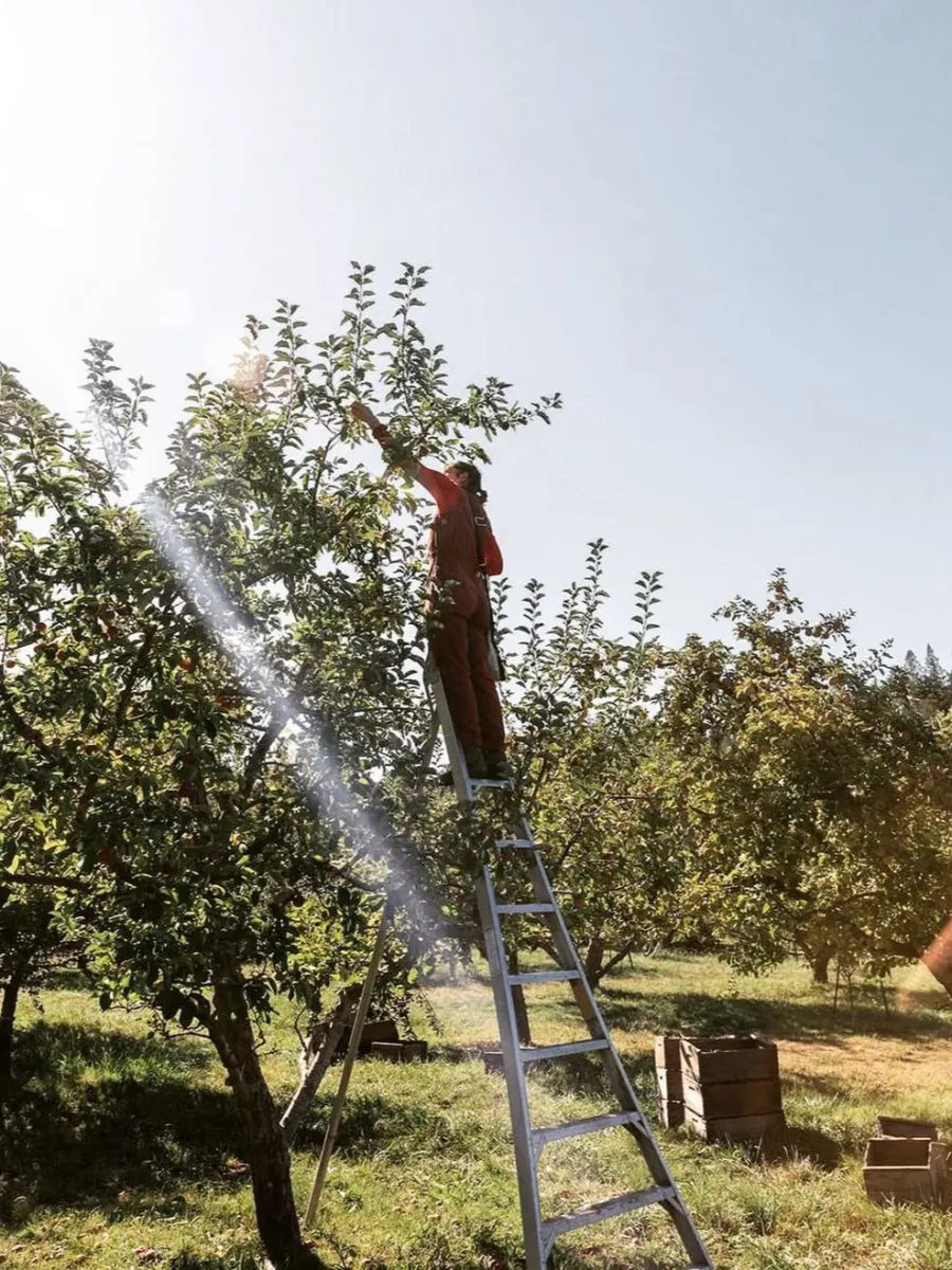 The Apple Farm