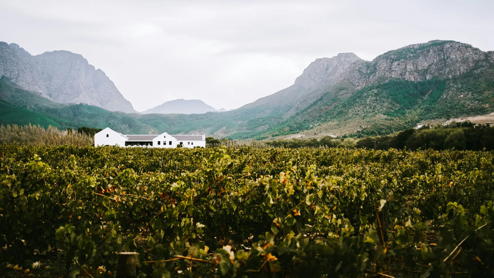 12 delicious days in the Cape Winelands 