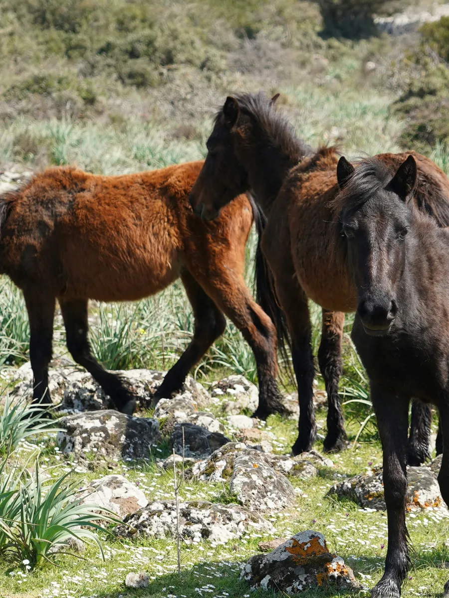 Giara di Gesturi