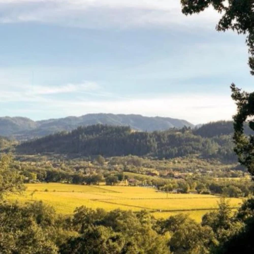Rombauer Vineyards