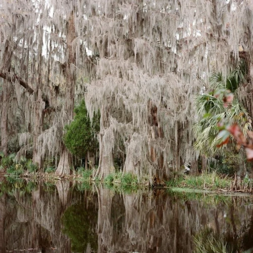 Magnolia Plantation & Gardens