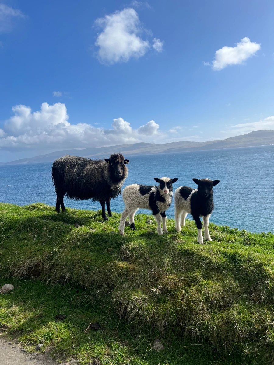 Faroese Shepherd Hike