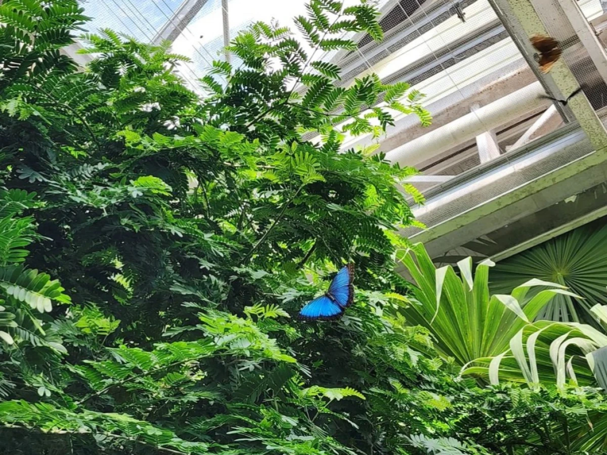 The Key West Butterfly and Nature Conservatory