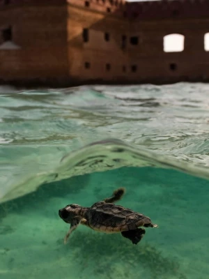 Dry Tortugas National Park