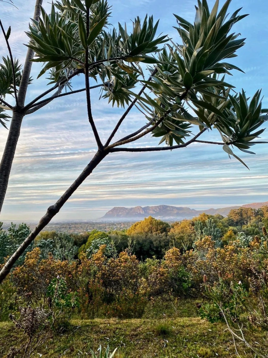 Kirstenbosch National Botanical Garden
