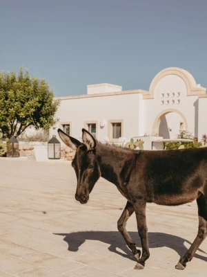 Masseria Calderisi