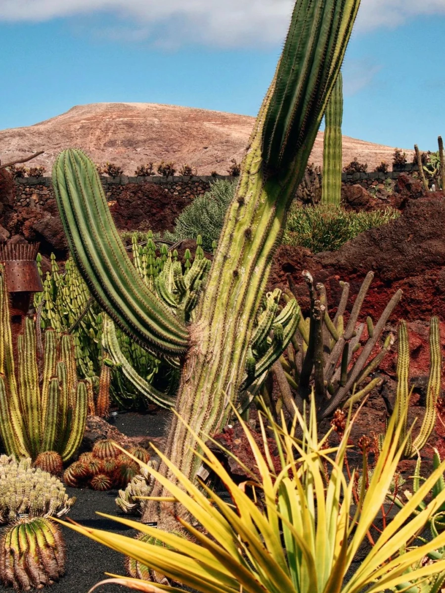 The Cactus Garden